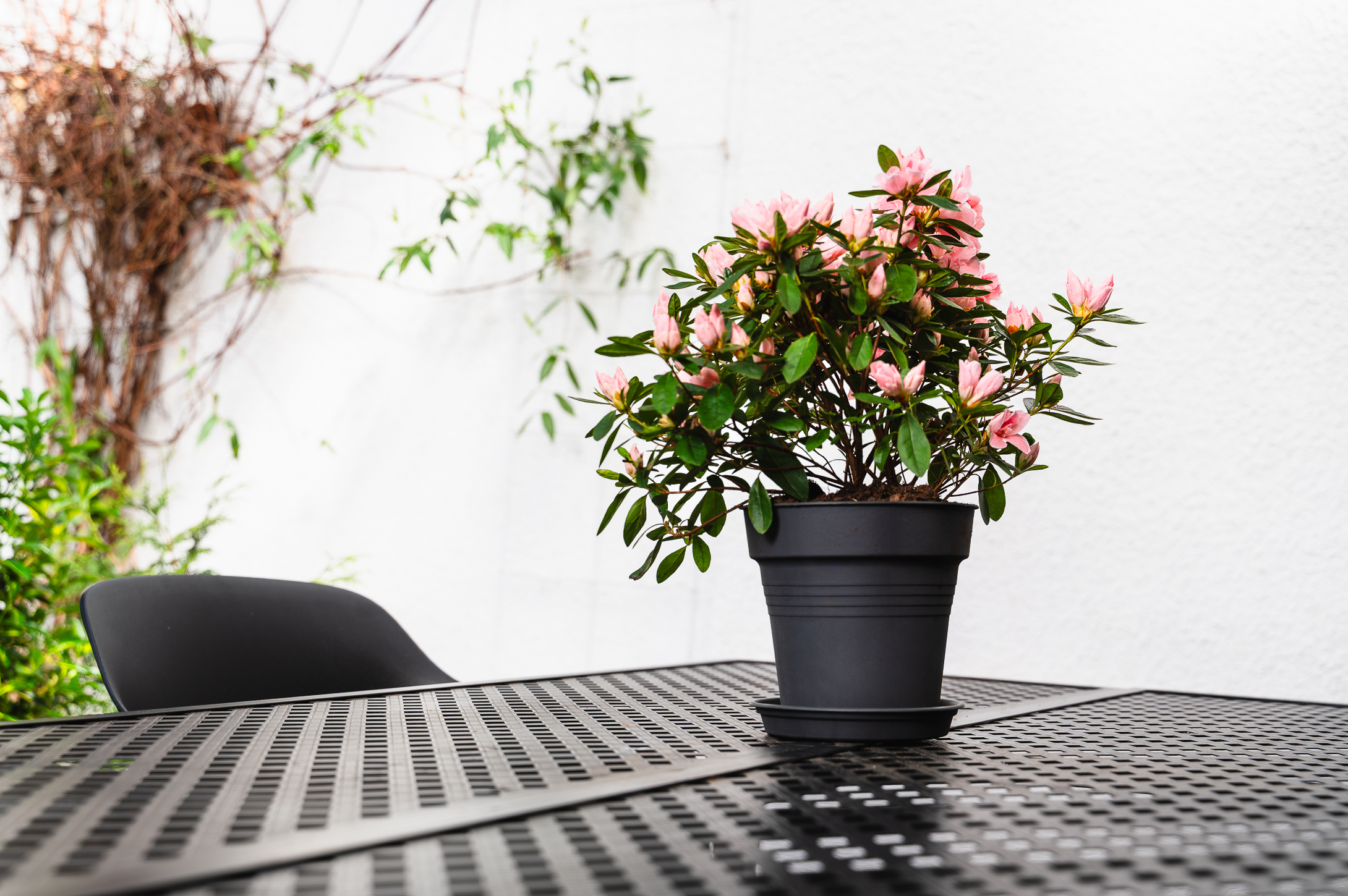 Alustaldrik plastist Camelie 18 cm antratsiit