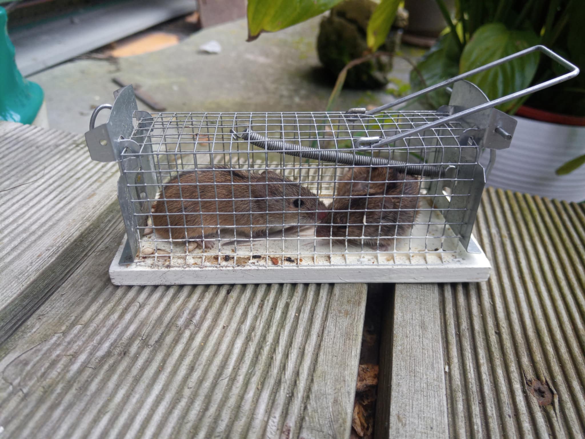 Hiirelõks puur traat