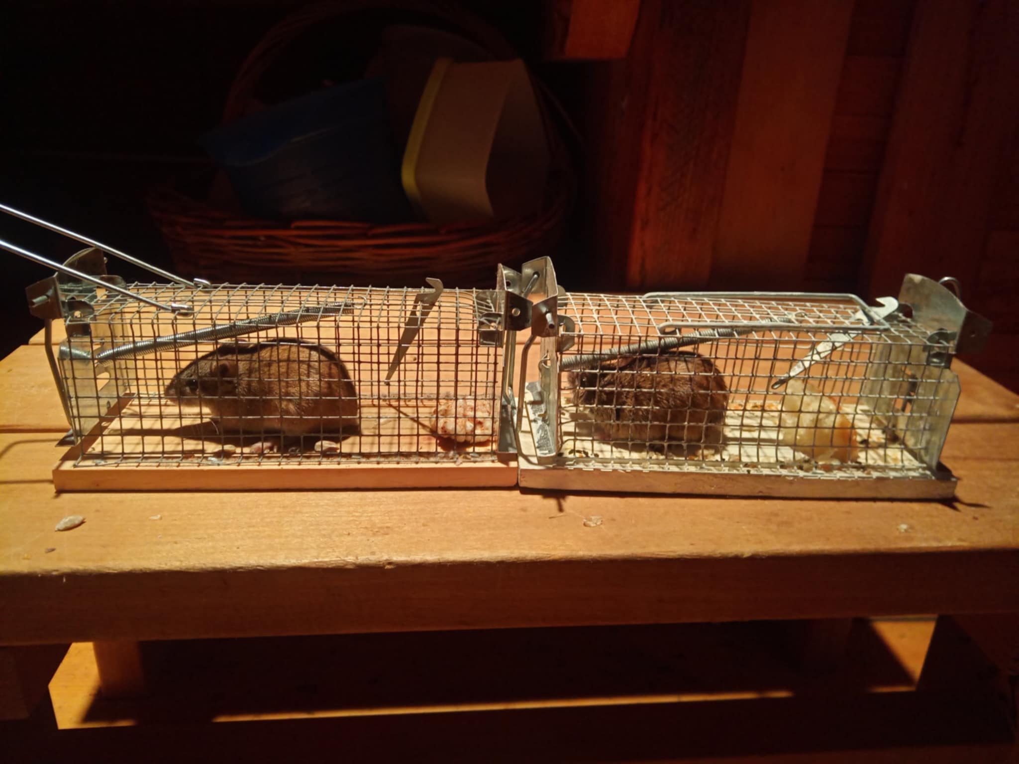 Hiirelõks puur traat