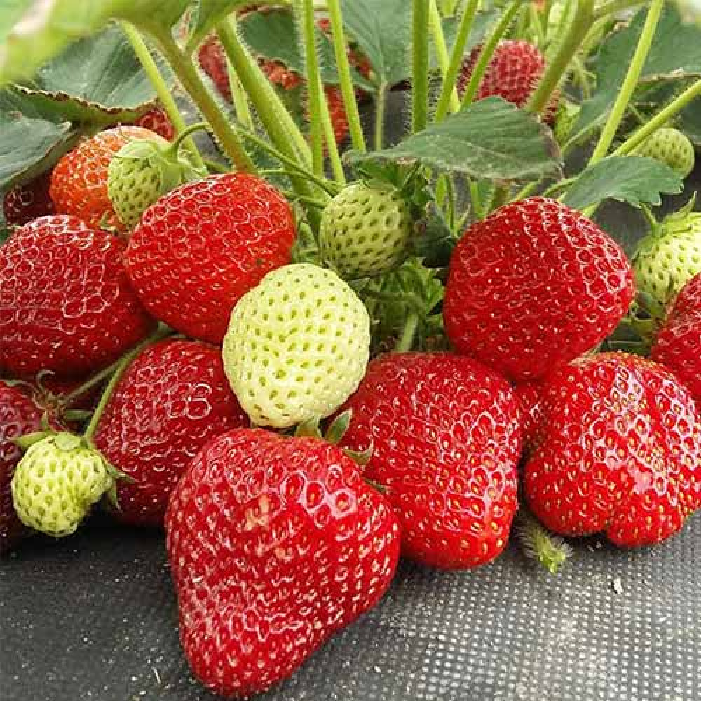 Aedmaasikas Limalexia frigotaim A 20 tk