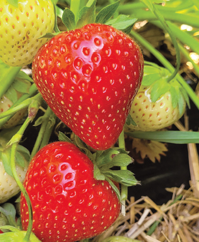 Aedmaasikas Cadenza frigotaim A 20 tk