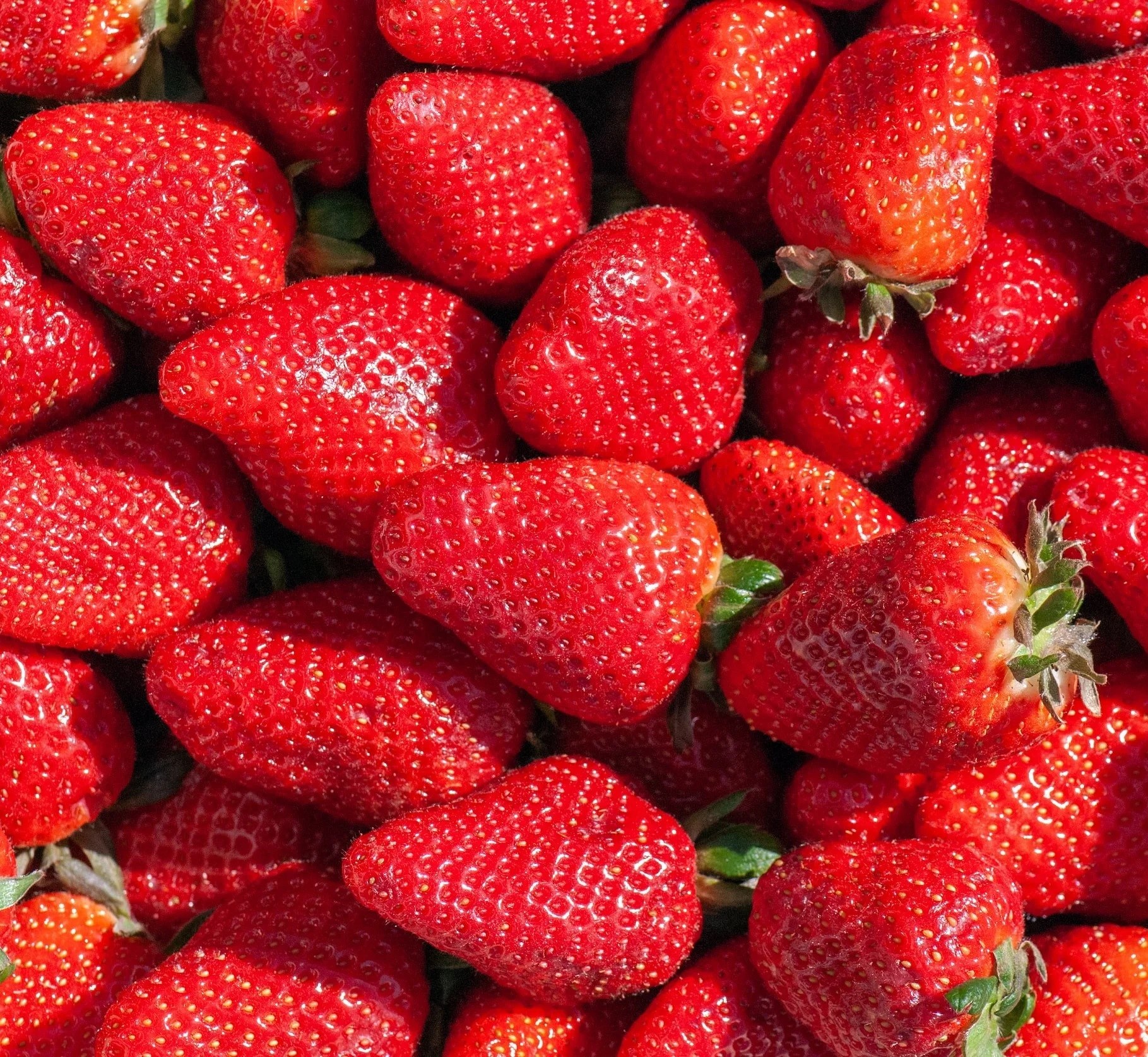 Aedmaasikas Twist frigotaim A 20 tk