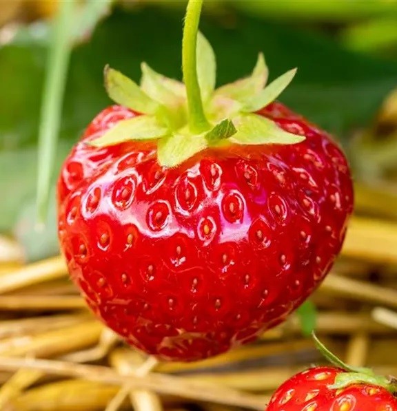 Aedmaasikas Rumba frigotaim 20 tk