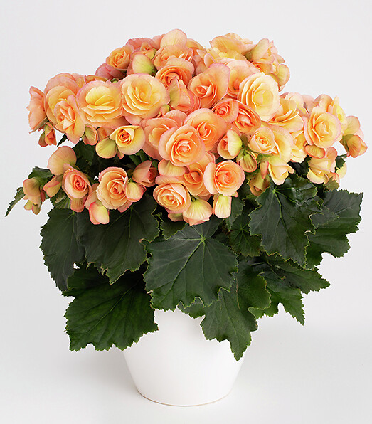 Roosbegoonia Hailey Sunset 1 tk