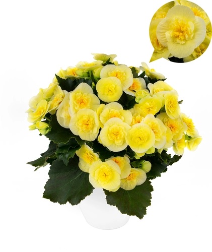 Roosbegoonia Belove Yellow 1 tk