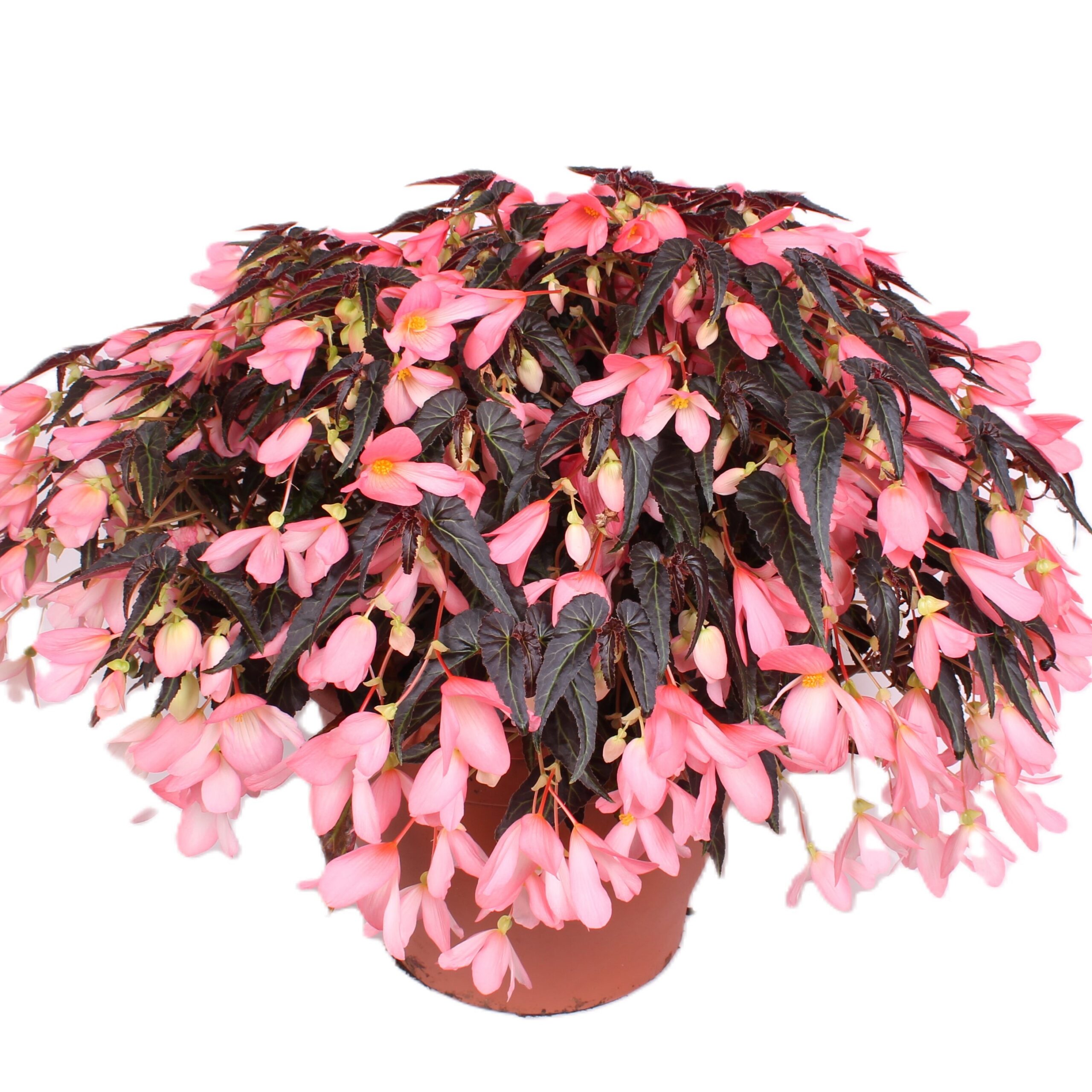 Boliivia begoonia Wendy Light Pink 1 tk