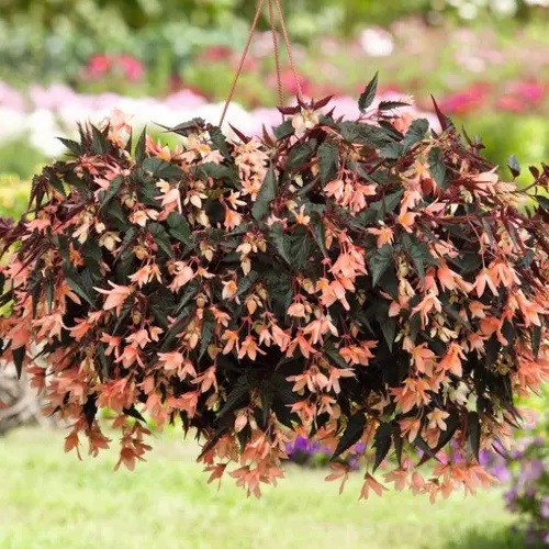 Boliivia begoonia Bellavista Dark Leaf Salmon 1 tk