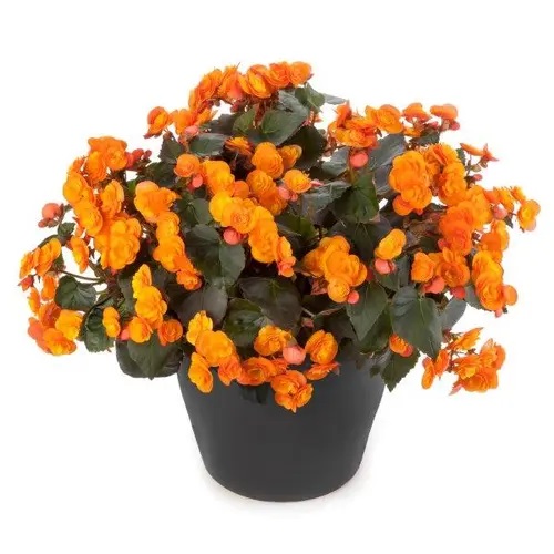 Roosbegoonia Catrin 1 tk