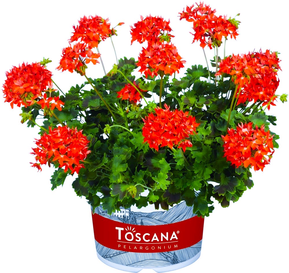 Viirpelargoon Summer Twist Red 1 tk