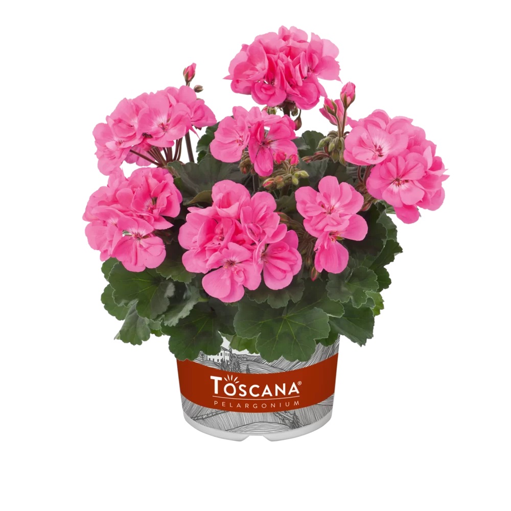 Viirpelargoon Dolce Vita Anne Pink 1 tk