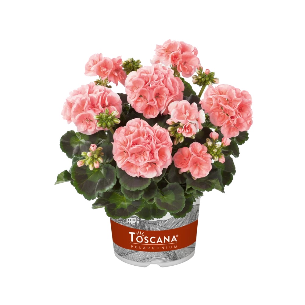 Viirpelargoon Smart Lenja Salmon 1 tk