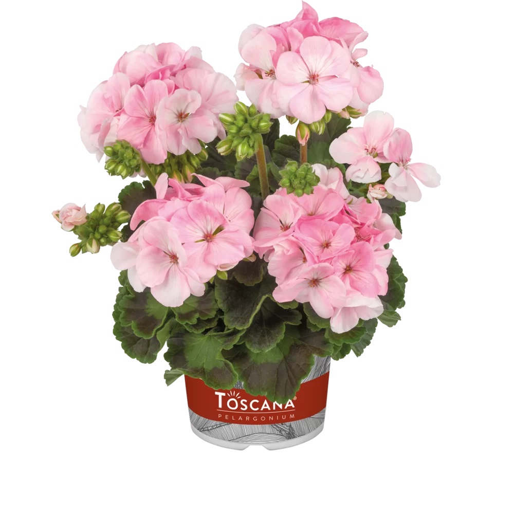 Viirpelargoon Smart Maureen Soft Pink 1 tk