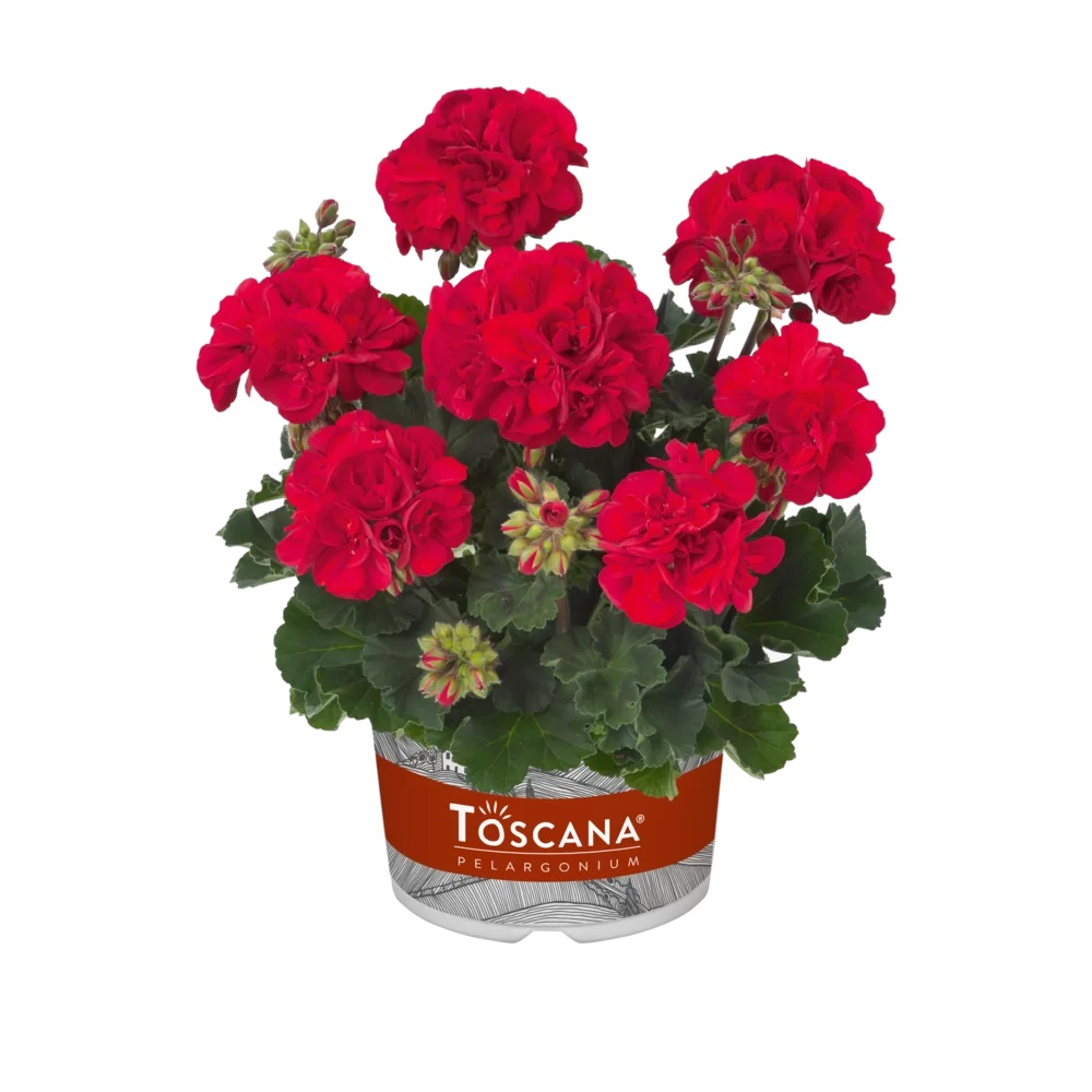 Viirpelargoon Castello Bernd Dark Red 1 tk