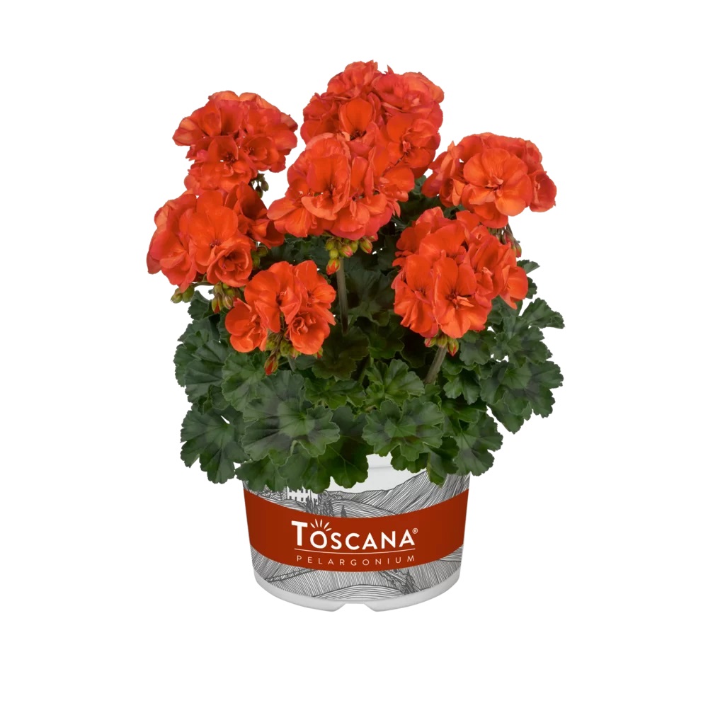 Viirpelargoon Dolce Vita Sylvia Orange 1 tk