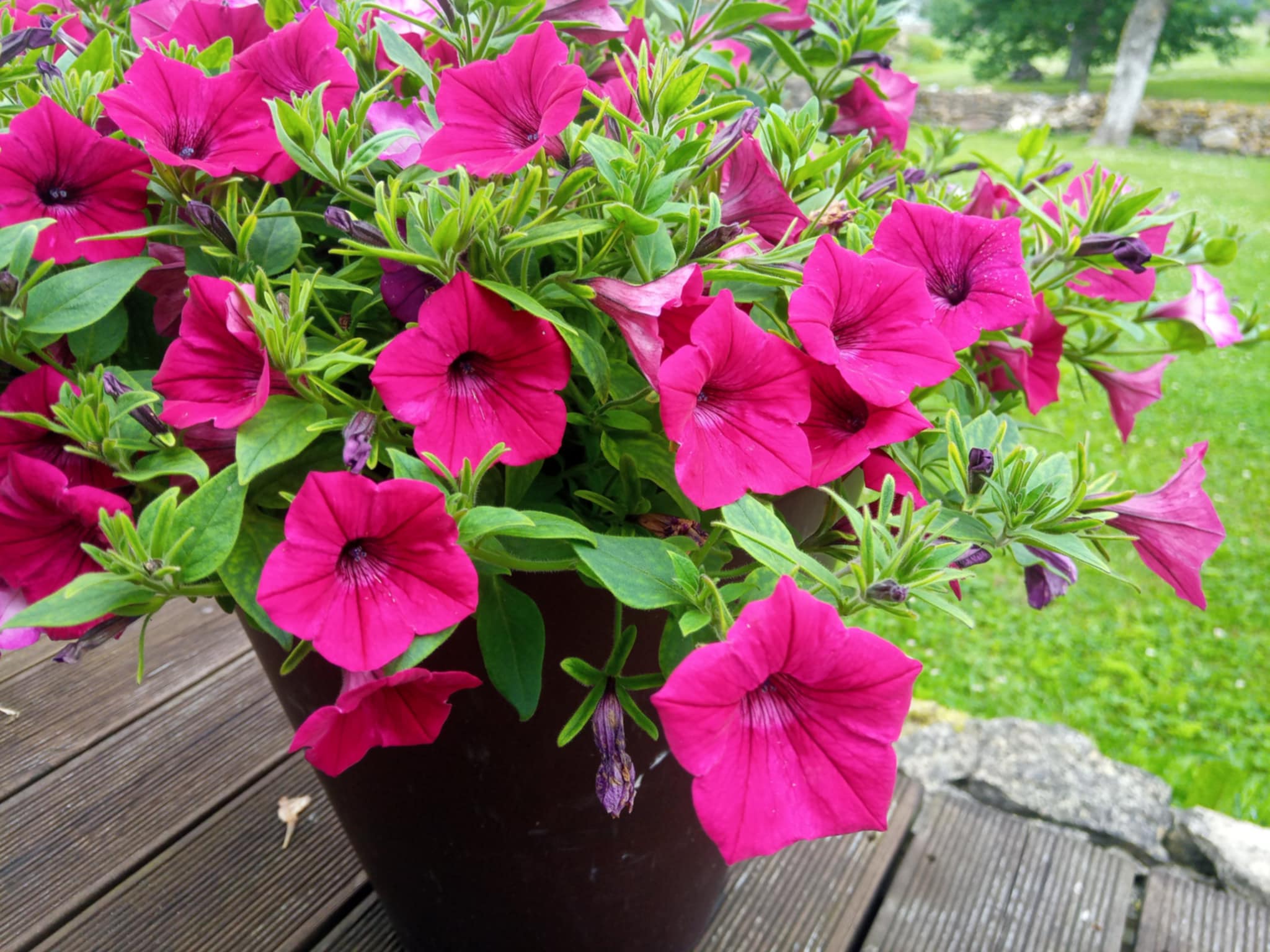 Petuunia Garden Supreme Raspberry 3 tk