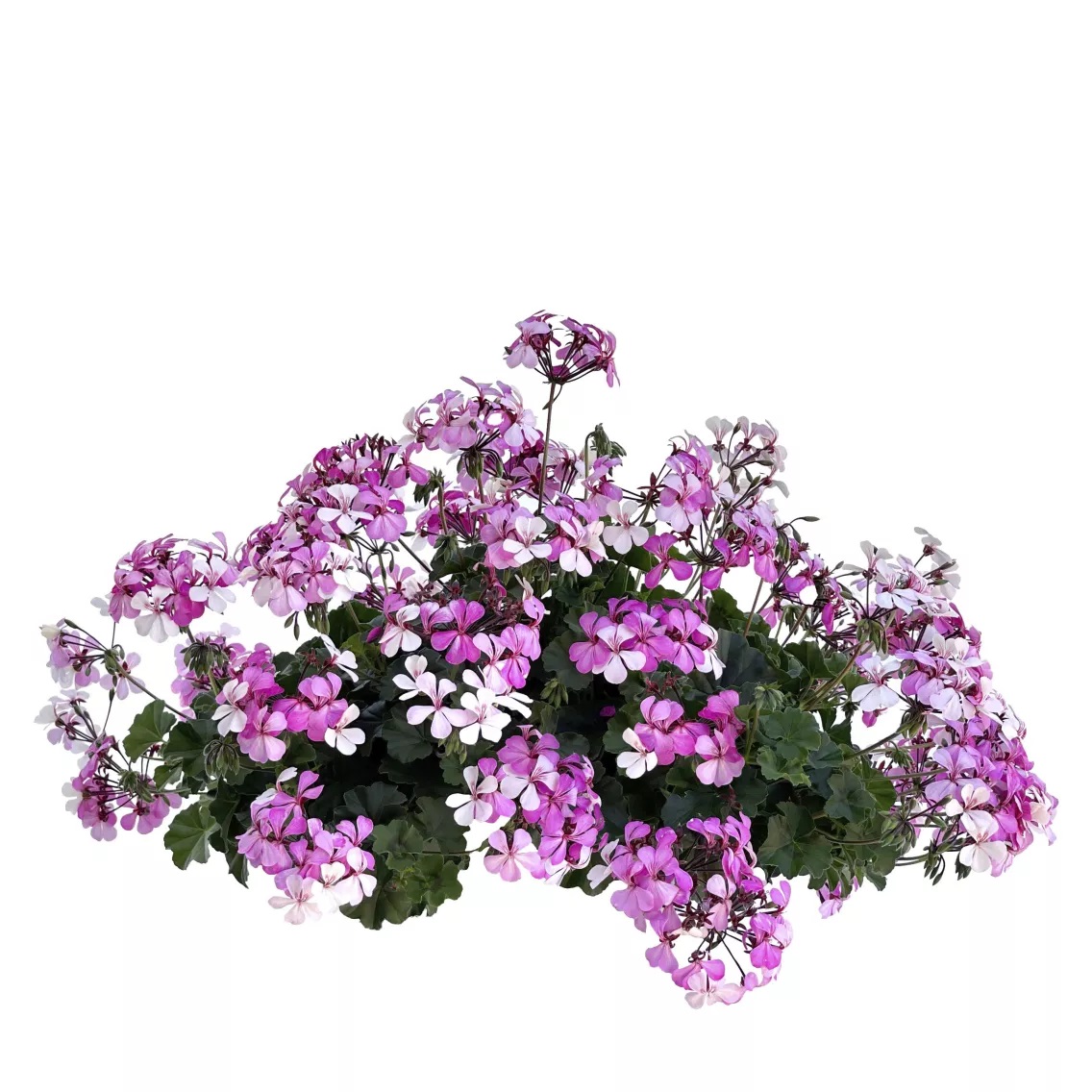 Viirpelargoon Calliope Landscape Rock'n 'Rose 1 tk