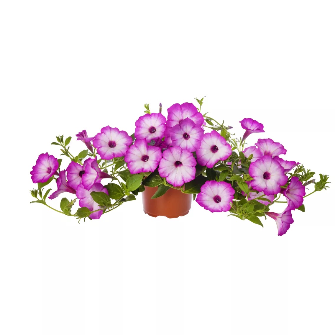 Petuunia Garden Supreme Radiant Rose 3 tk