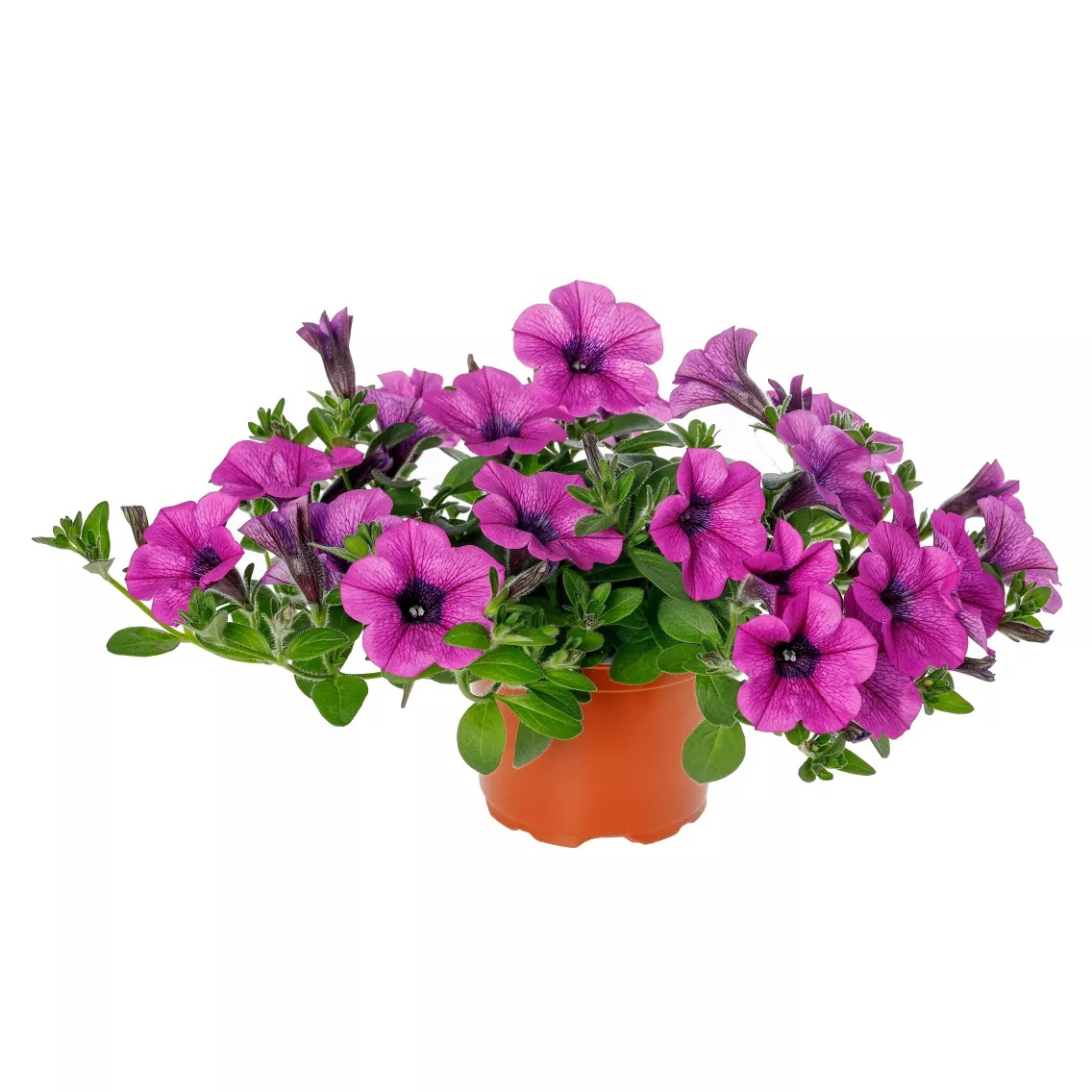 Petuunia Dekko Deep Lavender Vein 3 tk