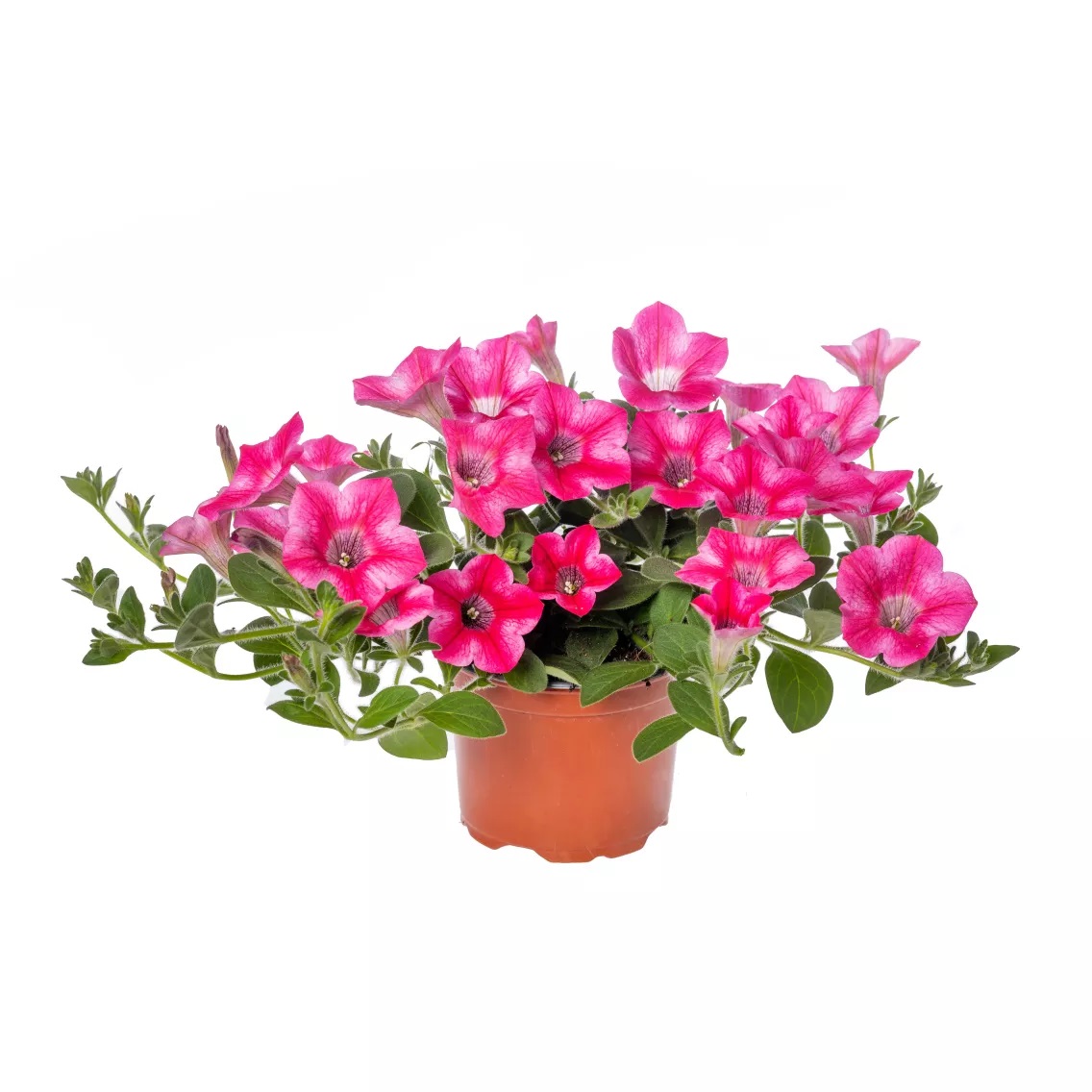 Petuunia Dekko Rose Star 3 tk