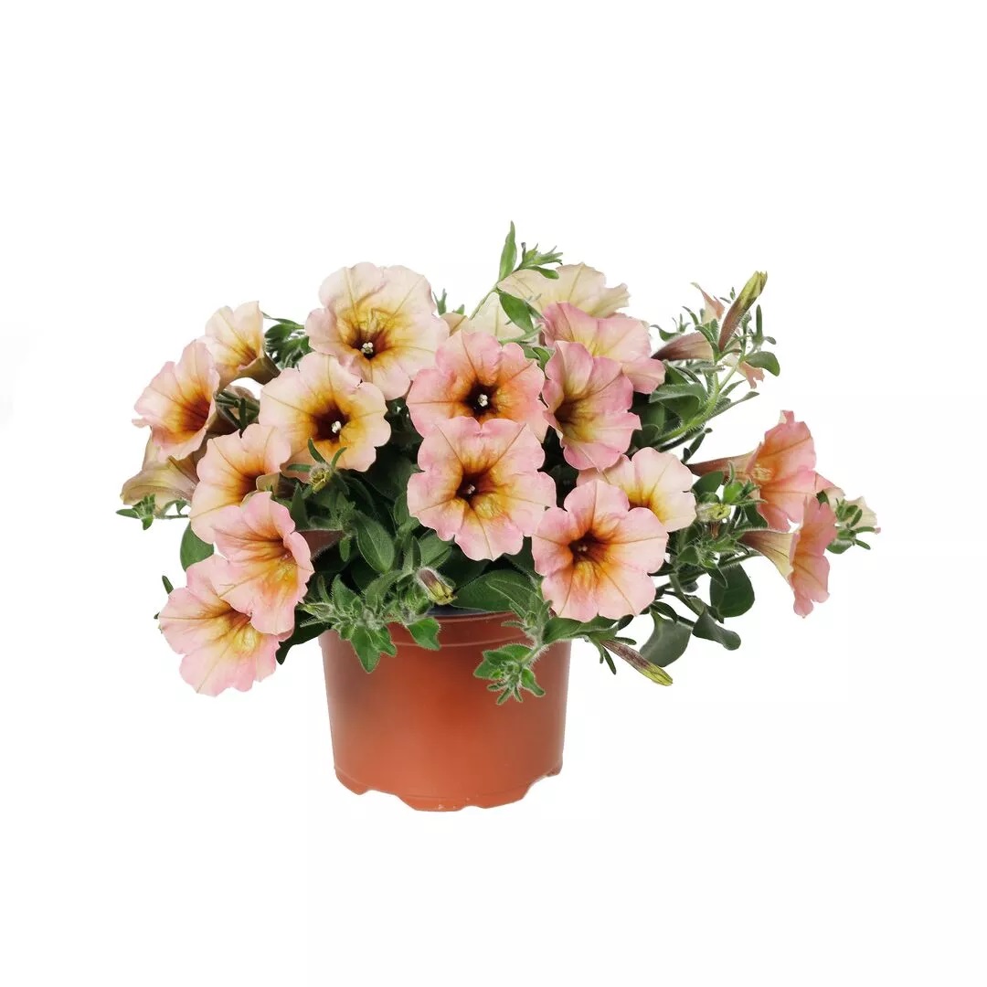 Petuunia Dekko Sorbet 3 tk