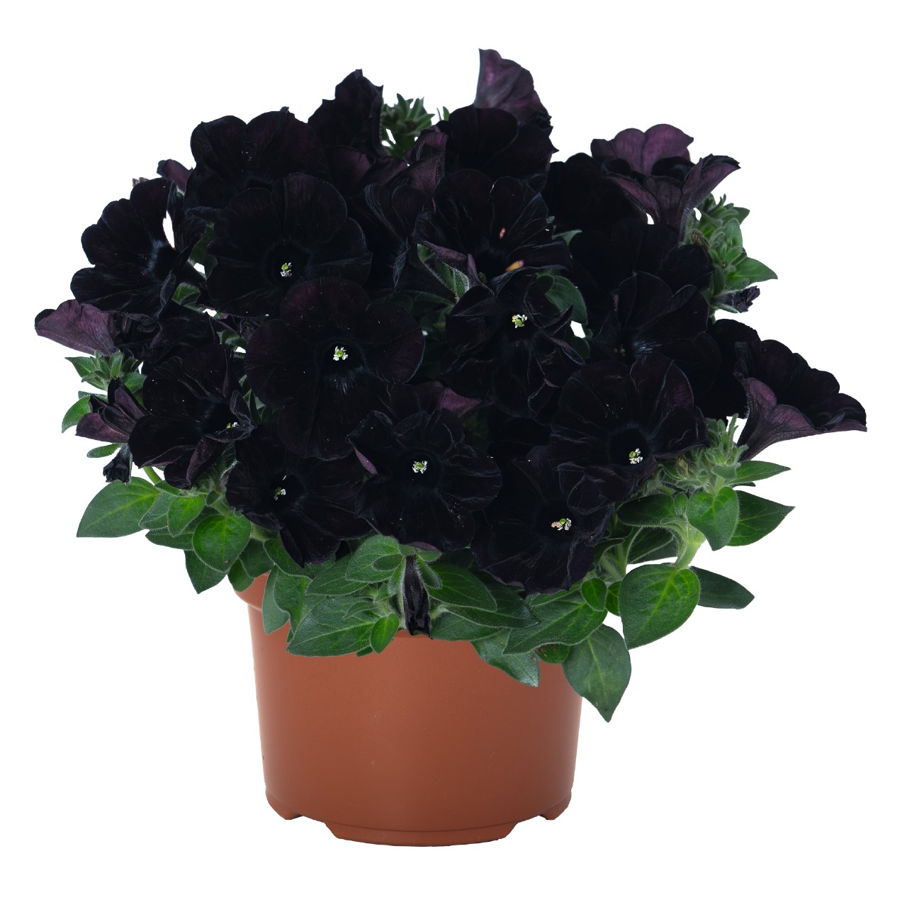 Petuunia Sweetunia® Black Cowboy 3 tk