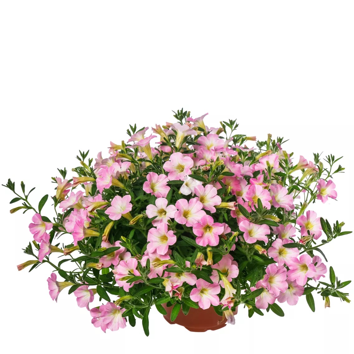 Petuunia Itsy Light Pink 3 tk