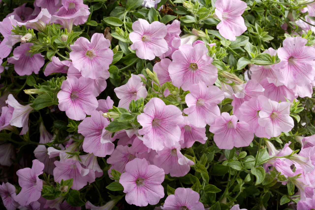 Petuunia Surfinia Sweet Pink 3 tk