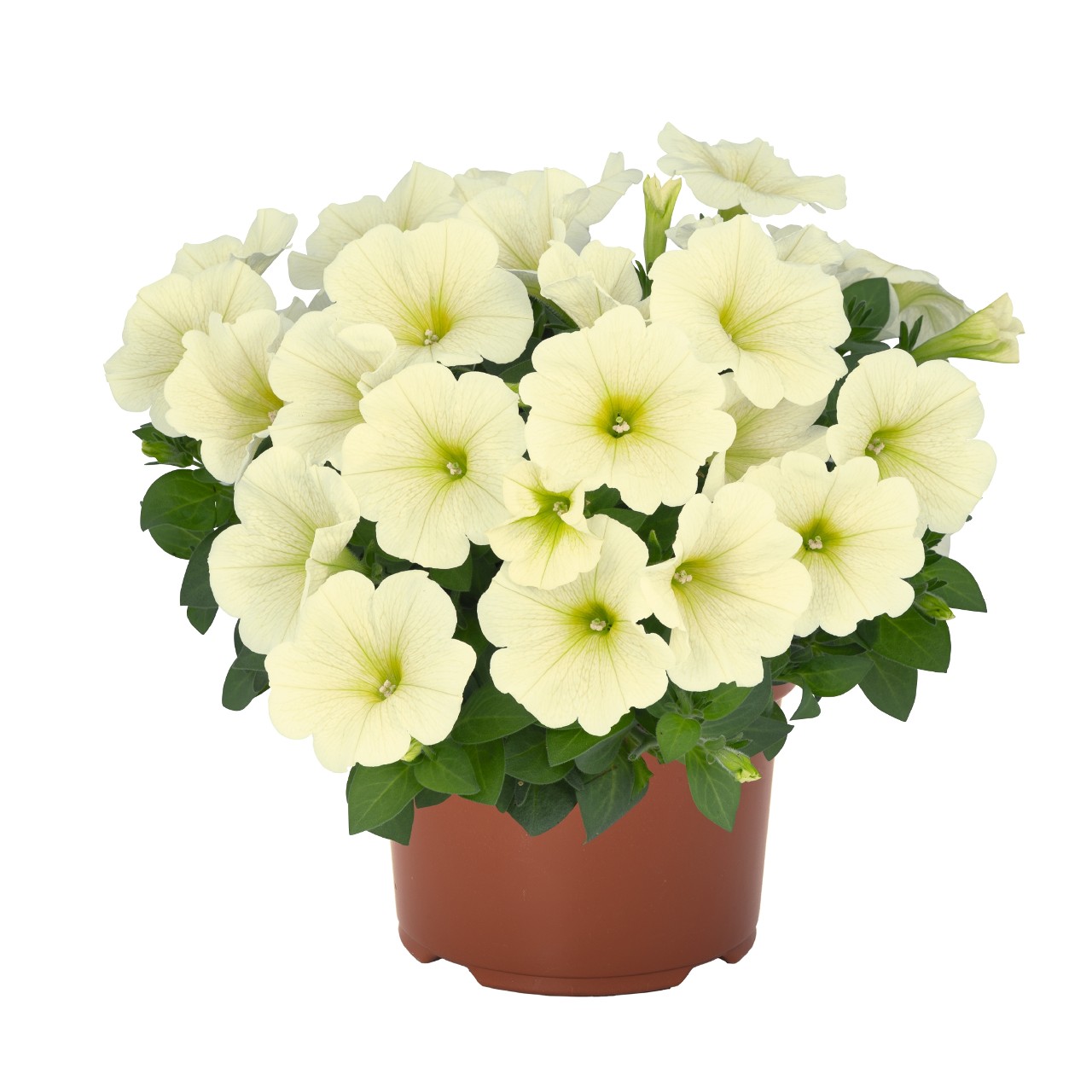 Petuunia Sweetunia® Popcorn 3 tk