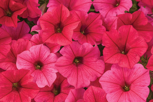 Petuunia Vista Paradise 3 tk