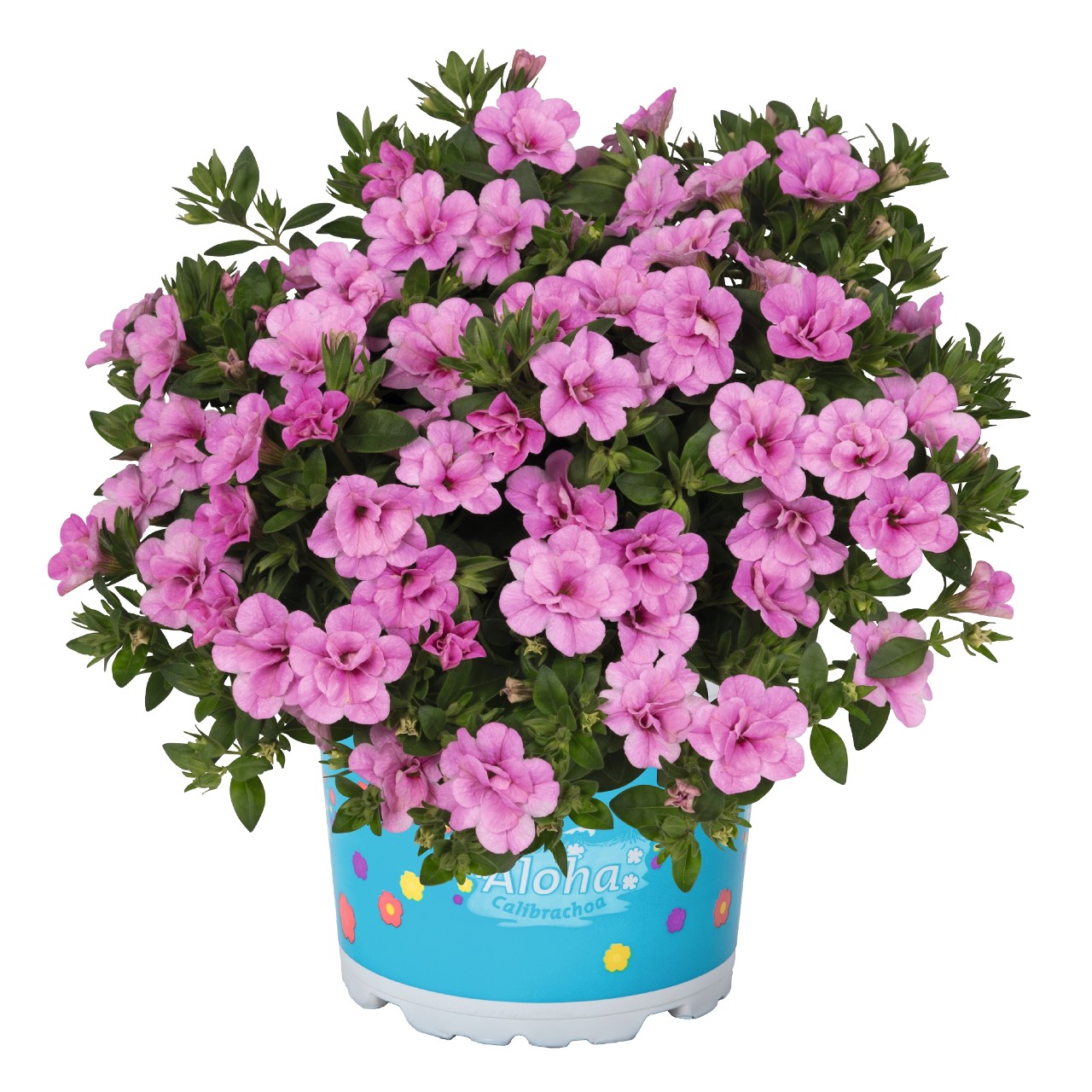 Aed-puispetuunia Aloha Double Soft Pink 3 tk