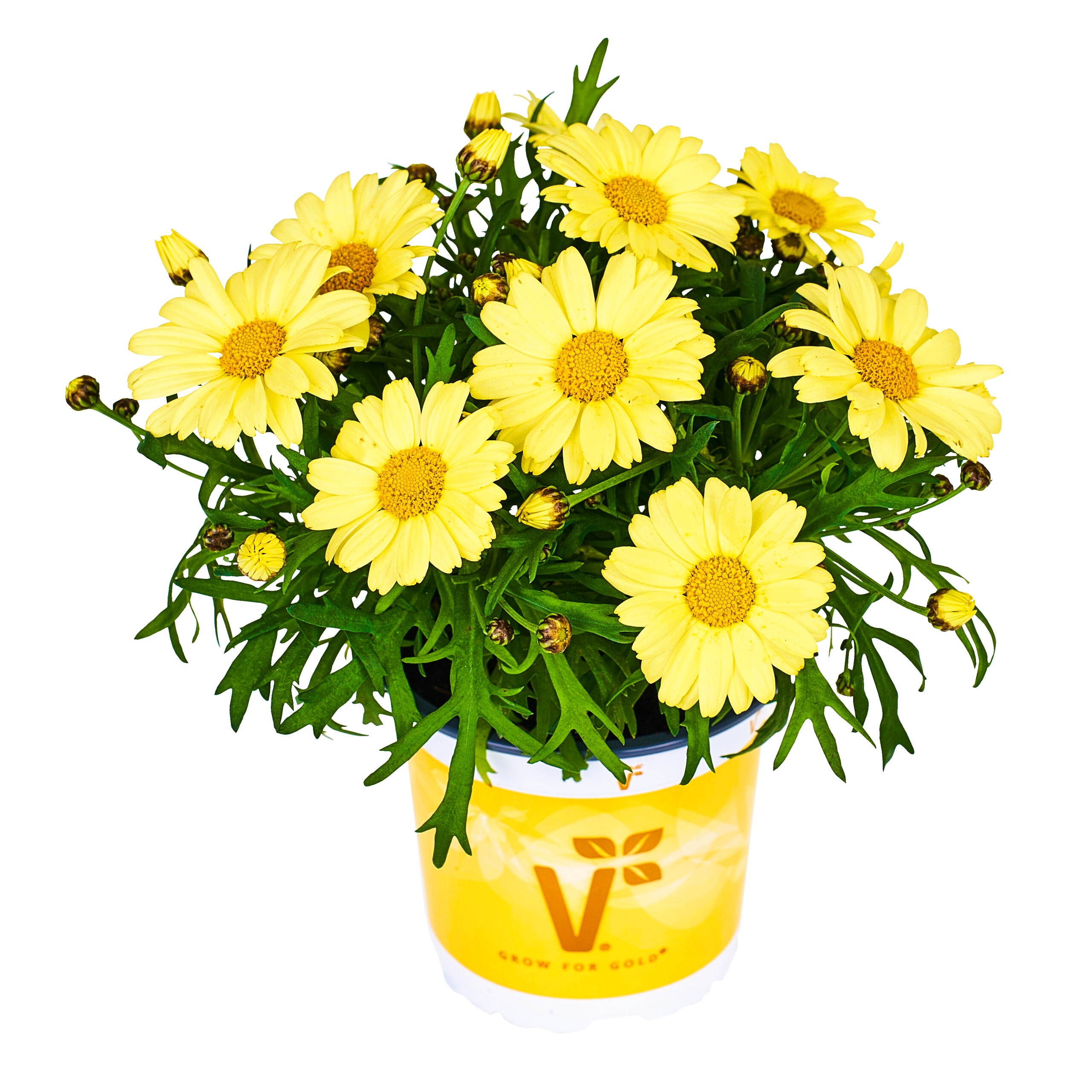 Põõsas-hõbekakar Aramis Sun 1 tk