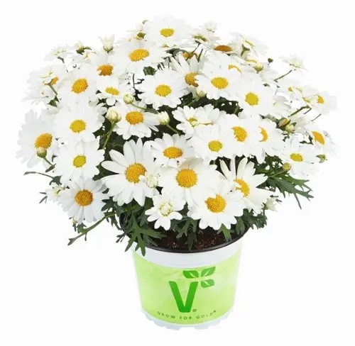 Põõsas-hõbekakar Aramis Milk 1 tk