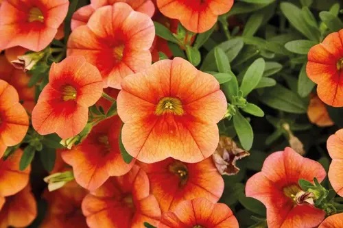 Aed-puispetuunia Calita Compact Orange Red Eye 3 tk