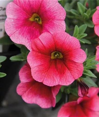 Aed-puispetuunia Calita Compact Strawberry Eye 3 tk