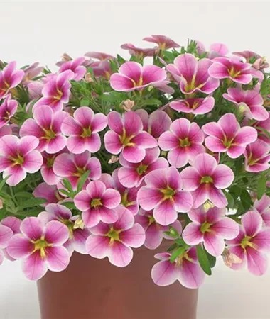 Aed-puispetuunia Calita Compact Pink Lace 3 tk