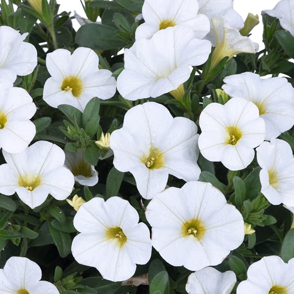 Aed-puispetuunia Calita Compact White 3 tk