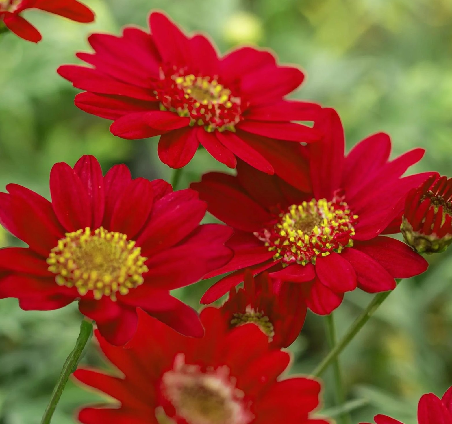 Põõsas-hõbekakar Aramis Fire 1 tk