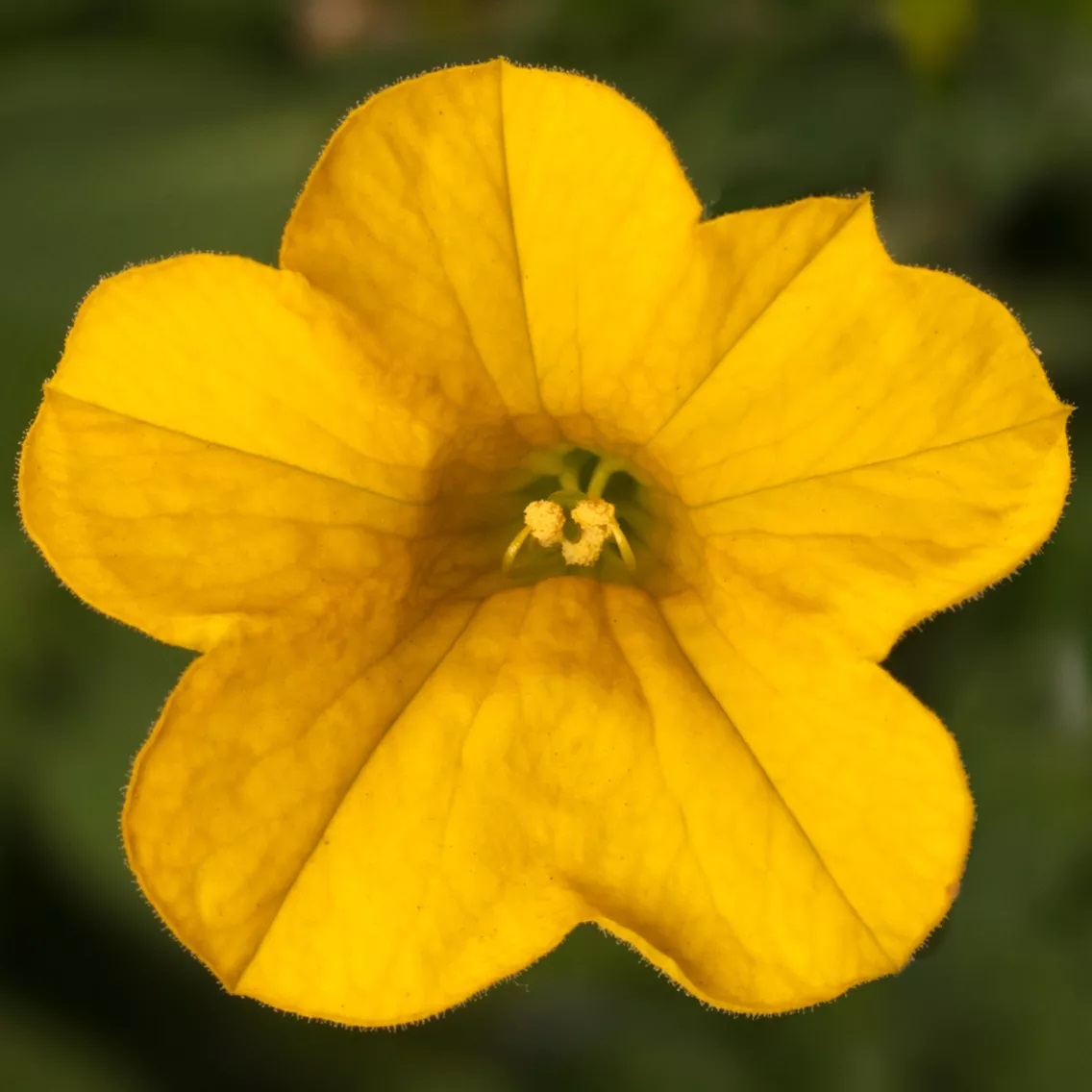 Aed-puispetuunia Callie Deep Yellow 3 tk