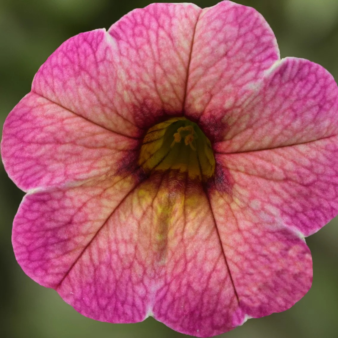 Aed-puispetuunia Callie Summer 3 tk