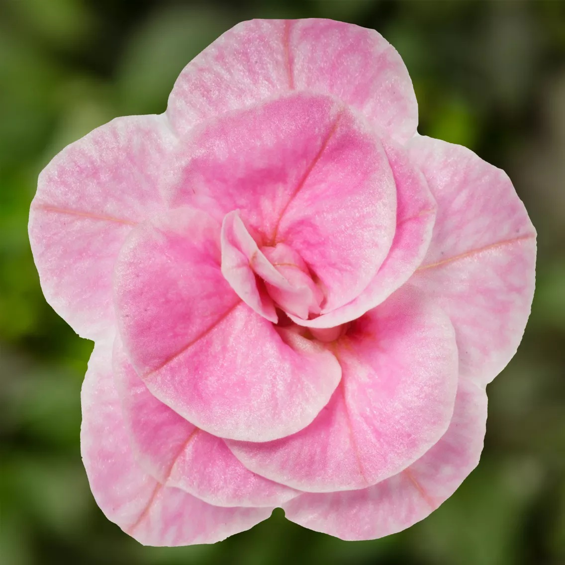 Aed-puispetuunia Callie Double Pastel Pink 3 tk