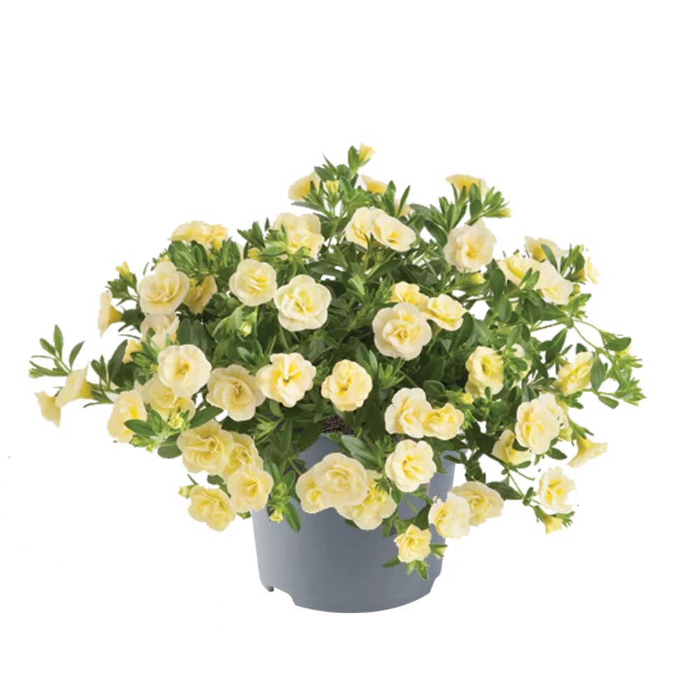 Aed-puispetuunia Cabaret Double Light Yellow 3 tk