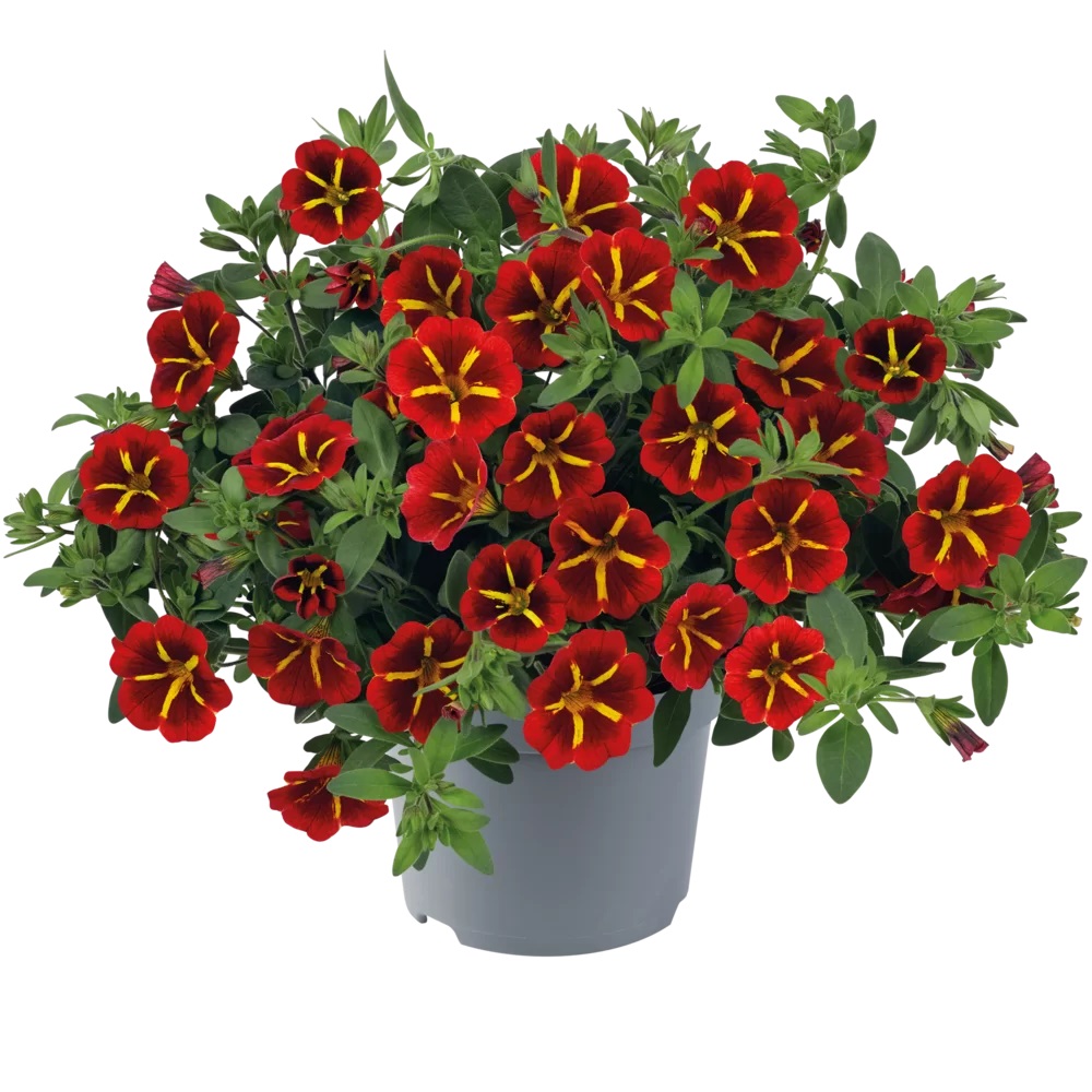 Aed-puispetuunia Cabaret Special Red Star 3 tk