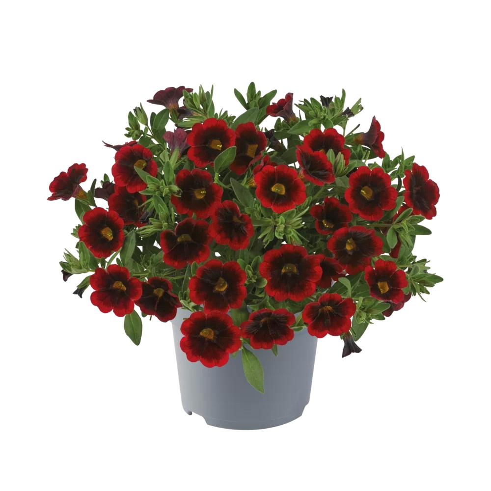 Aed-puispetuunia Cabaret Special Red Velvet 3 tk