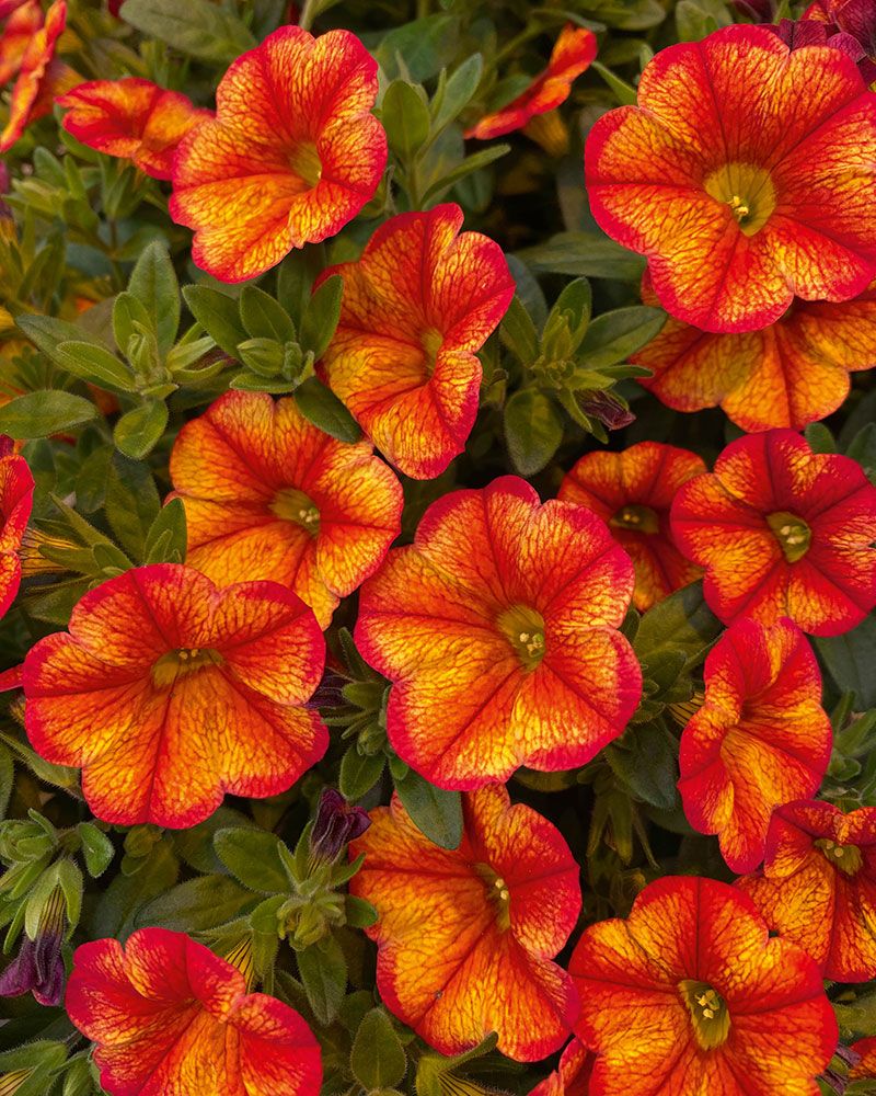 Aed-puispetuunia MiniFamous Uno Bakari 3 tk