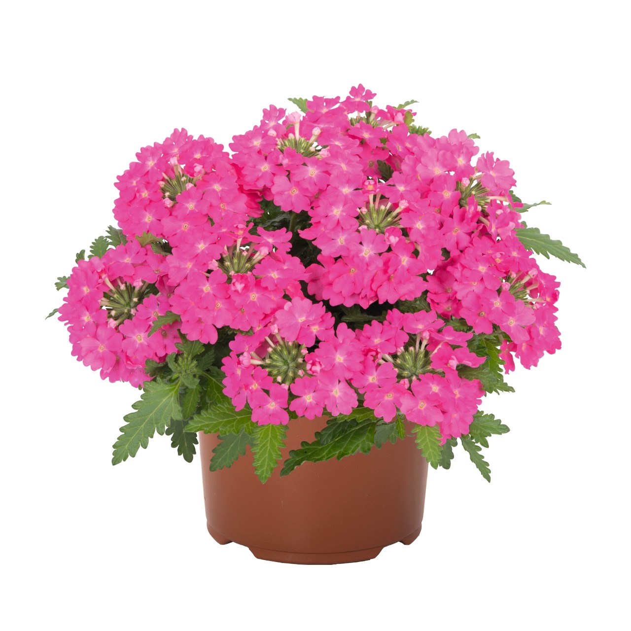 Raudürt Lindolena Hot Pink 3 tk