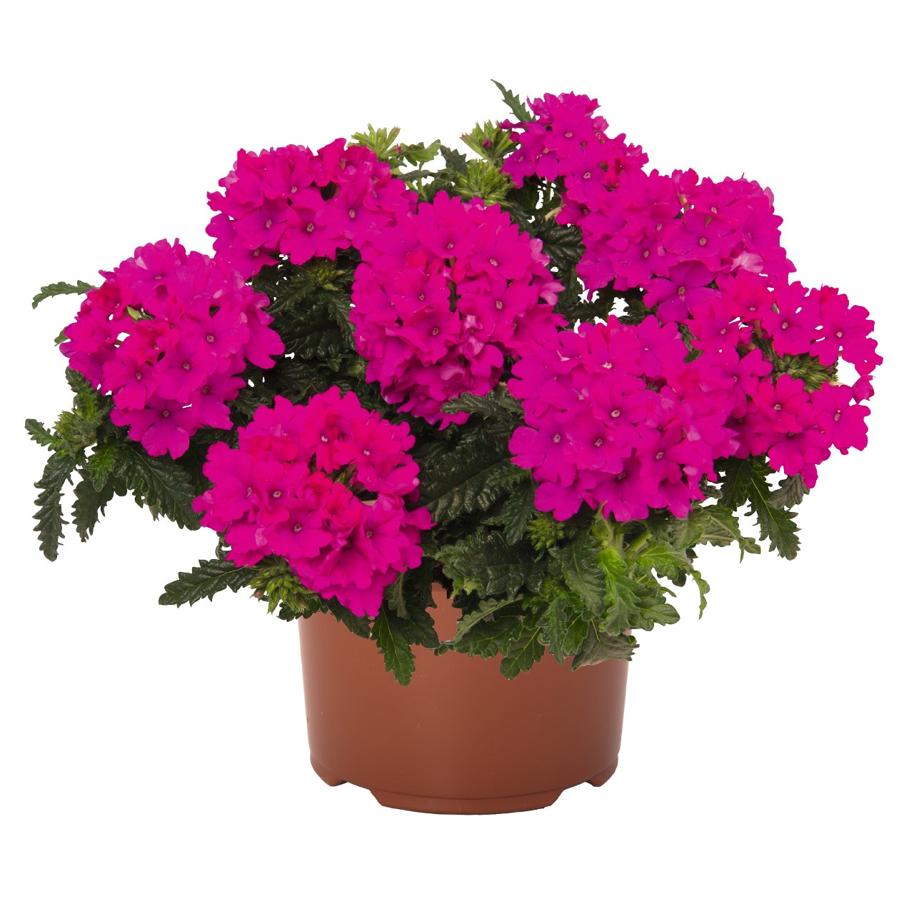 Raudürt Lindolena Magenta 3 tk