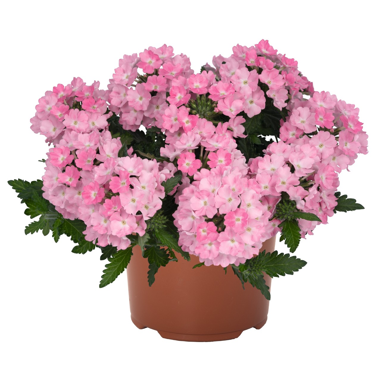 Raudürt Lindolena Pink 3 tk