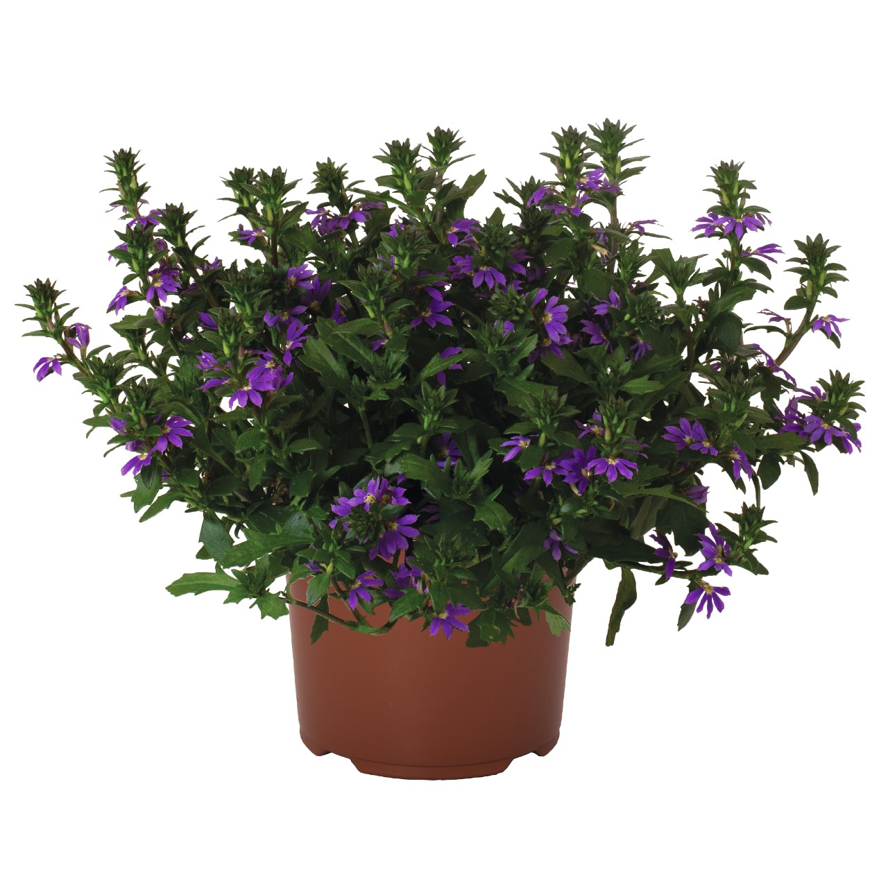 Tiiviklill Scala Capello Purple 3 tk