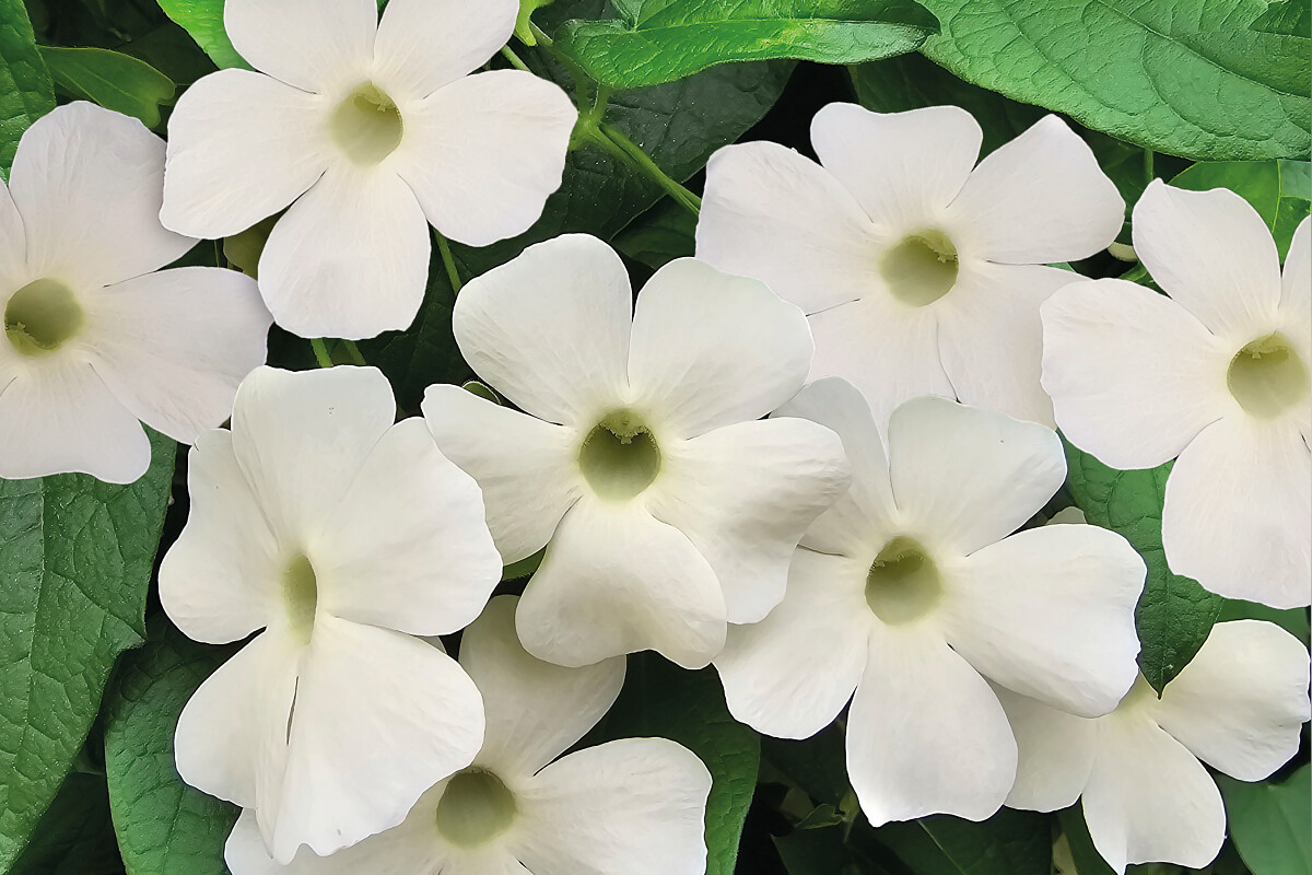 Tiivuline tunbergia Sunny Susy White Wedding 1 tk