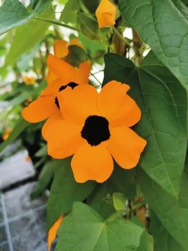 Tiivuline tunbergia Sunny Susy Orange Eye 1 tk